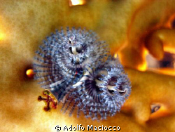 Christmas tree worm on fire coral,
Eagle ray bay,
Sharm... by Adolfo Maciocco 